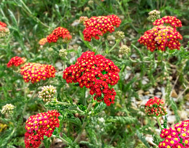 Yarrow - Paprika, 1 Pack - Image 4