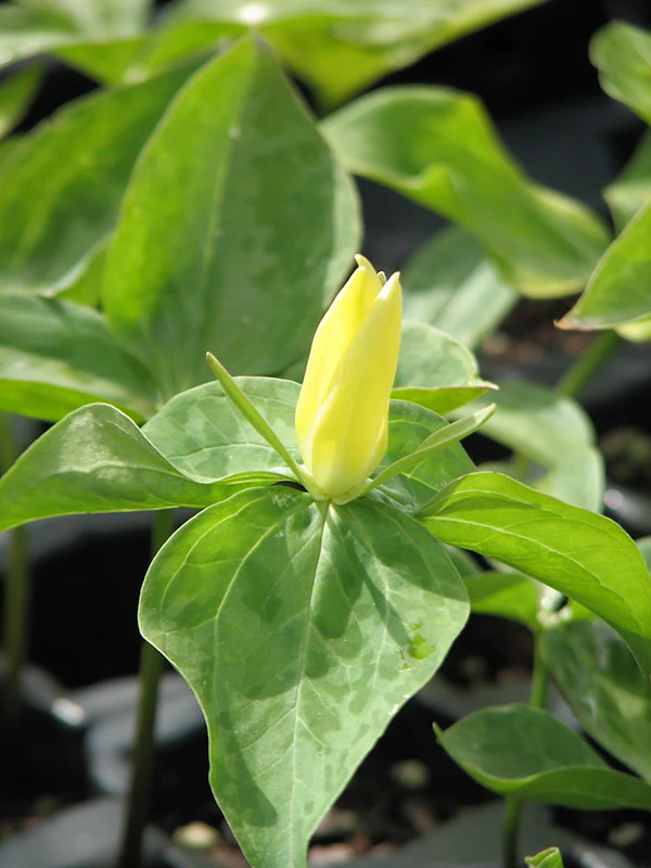 Trillium luteum, 1 Pack - Image 2