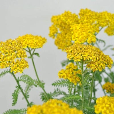 Organic Yarrow Yellow - Metchosin Farm Seeds