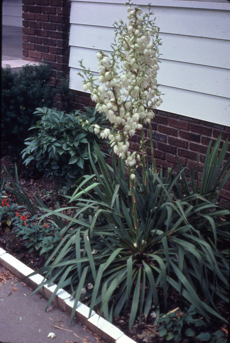 Yucca - Filamentosa, 1 Pack - Image 2
