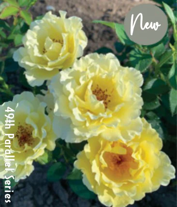 Yukon Sun - Cold Hardy Rose