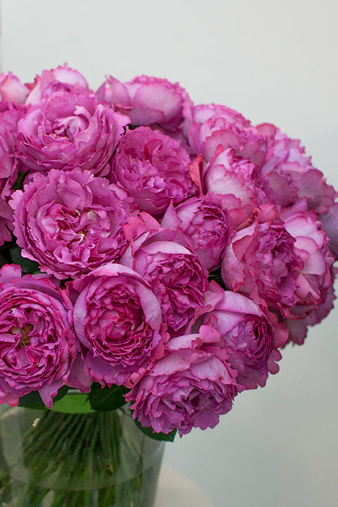 Yves Piaget® - Star Roses and Plants - Image 2