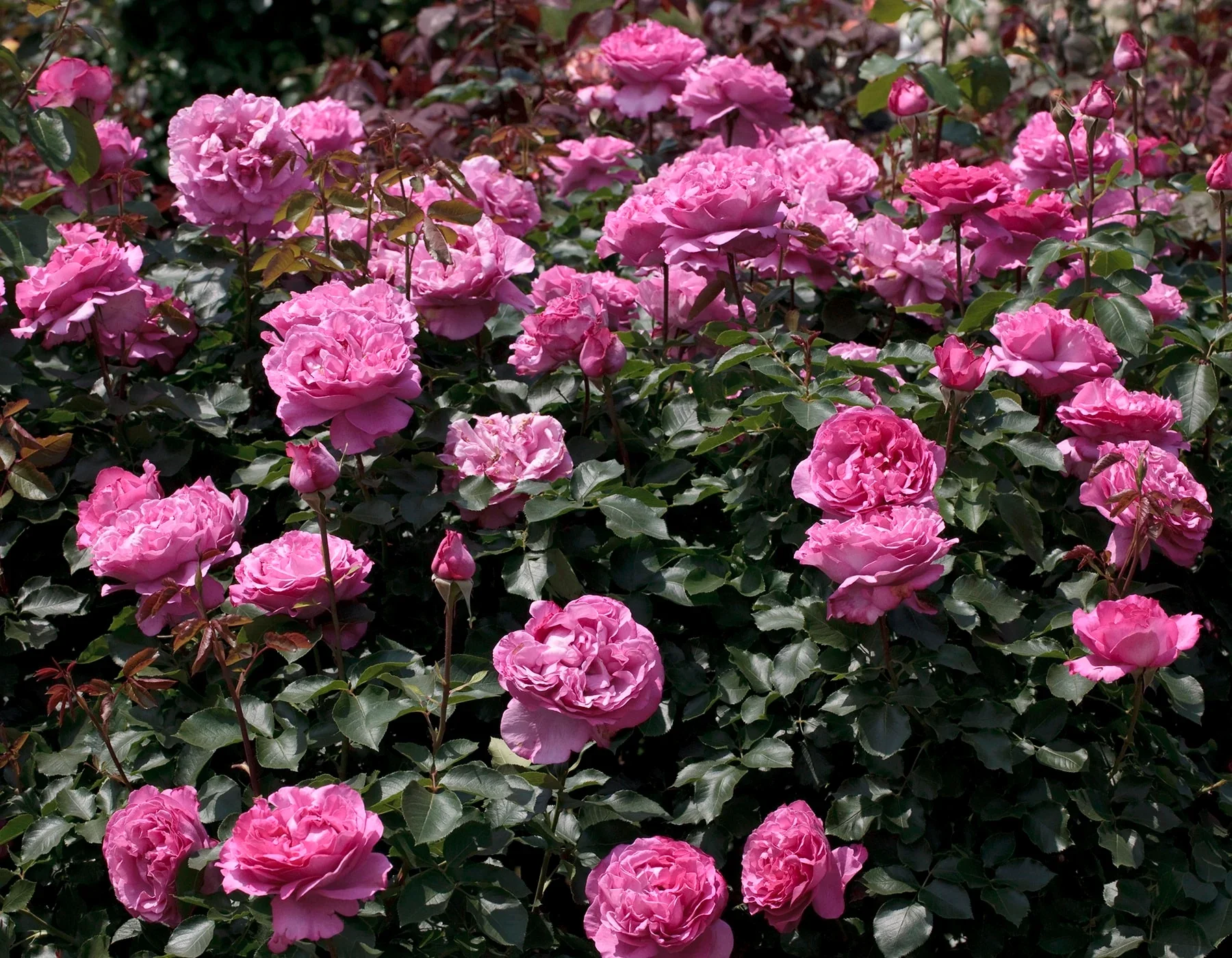 Yves Piaget® - Star Roses and Plants - Image 3