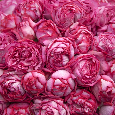 Yves Piaget® - Star Roses and Plants - Image 4