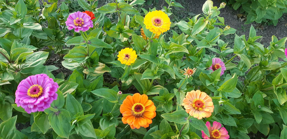 Zinnia Bright Bouquet Mix - Saanich Organics - Image 2