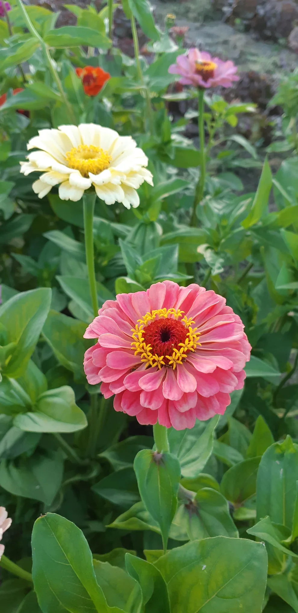 Zinnia Bright Bouquet Mix - Saanich Organics - Image 3