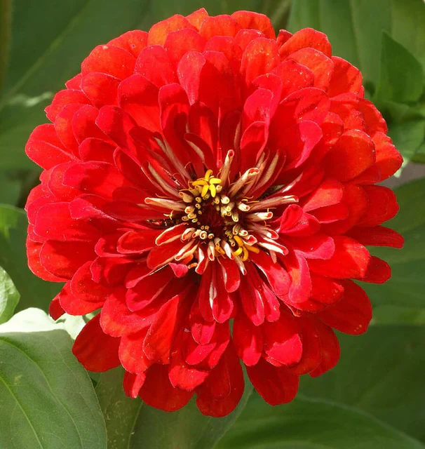 Zinnia Cherry Queen - West Coast Seeds - Image 2