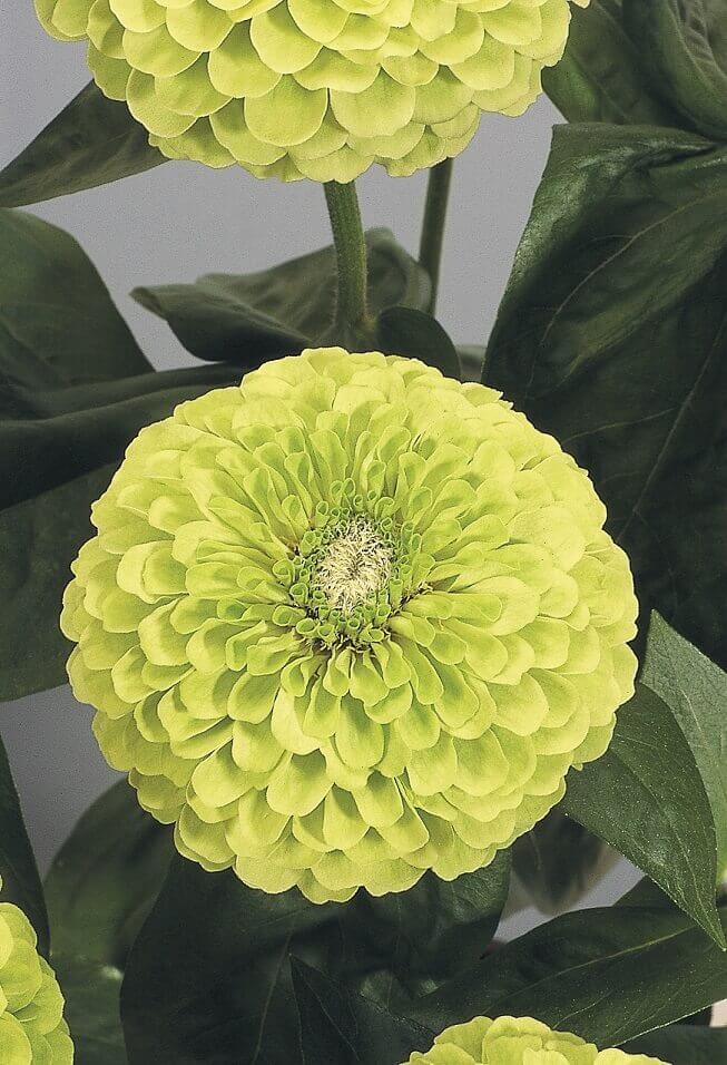 Zinnia Giant Lime - Ontario Seed Company