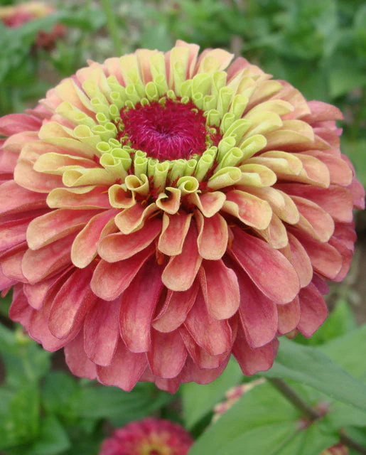 Zinnia Queeny Lime Red - West Coast Seeds - Image 2
