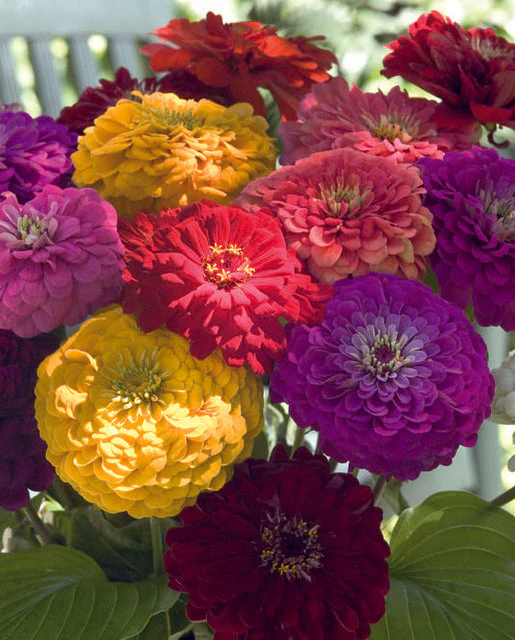 Zinnia Benary's Giant Mix - West Coast Seeds - Image 2