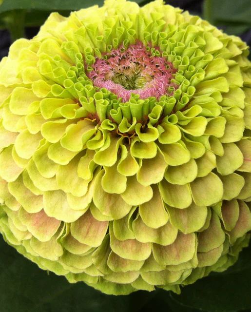 Zinnia Queeny Lime With Blotch - West Coast Seeds - Image 2