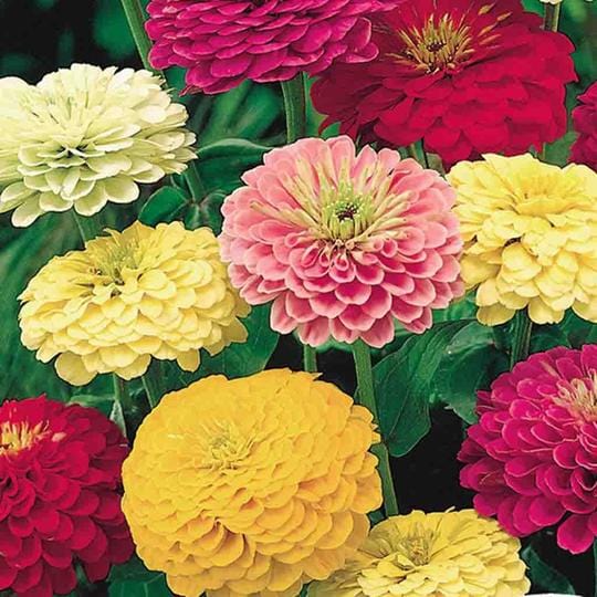 Zinnia State Fair Jumbo Pack - McKenzie Seeds - Image 3