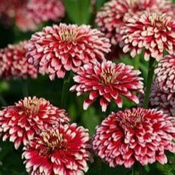 Zinnia Summer Pinwheels - Renee's Garden - Image 2