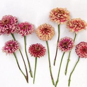 Zinnia Summer Pinwheels - Renee's Garden - Image 3