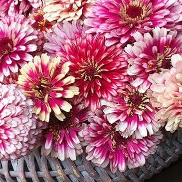 Zinnia Summer Pinwheels - Renee's Garden - Image 4