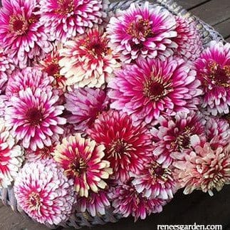 Zinnia Summer Pinwheels - Renee's Garden - Image 5