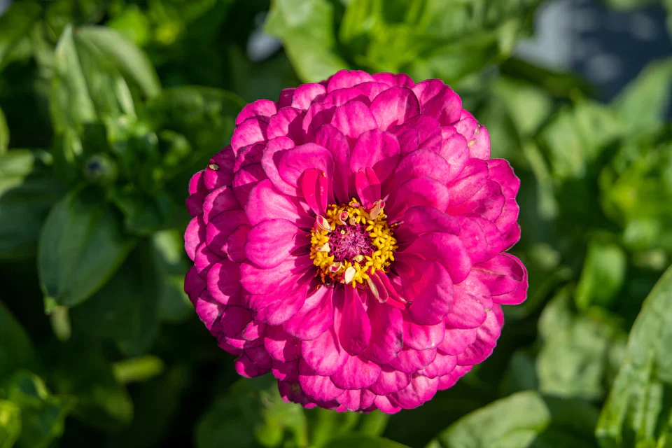 Zinnias Benary's Giant Carmine - West Coast Seeds - Image 2
