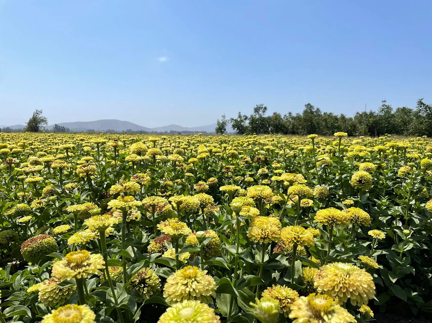 Zinnias Benary's Giant Lime - West Coast Seeds - Image 2