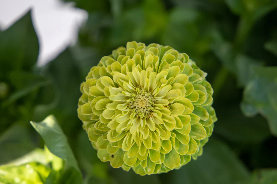 Zinnias Benary's Giant Lime - West Coast Seeds - Image 3