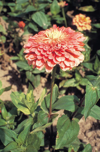 Zinnias Benary's Giant Salmon Rose - West Coast Seeds - Image 2