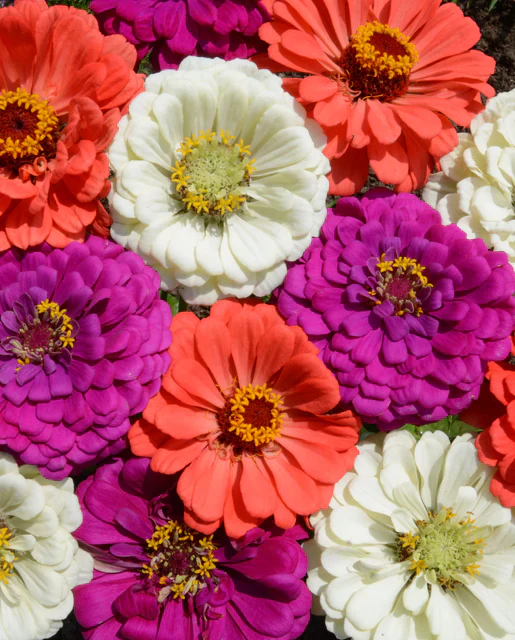 Zinnias Under The Sea Mix - West Coast Seeds - Image 2
