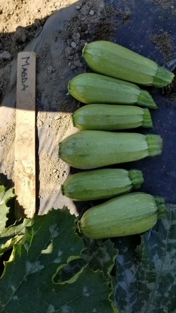 Zucchini Magda - West Coast Seeds - Image 2