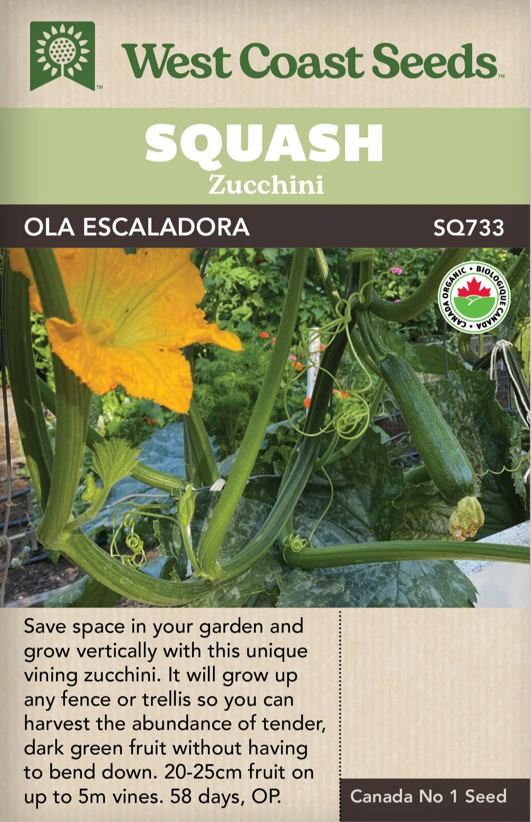 Organic Zucchini Ola Escaladora - West Coast Seeds