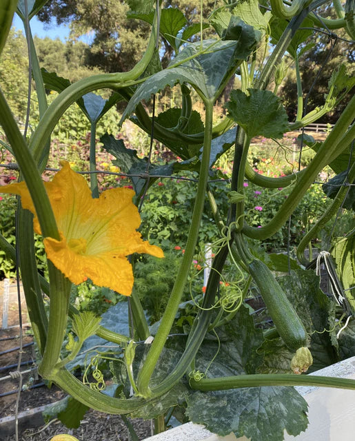 Organic Zucchini Ola Escaladora - West Coast Seeds - Image 2