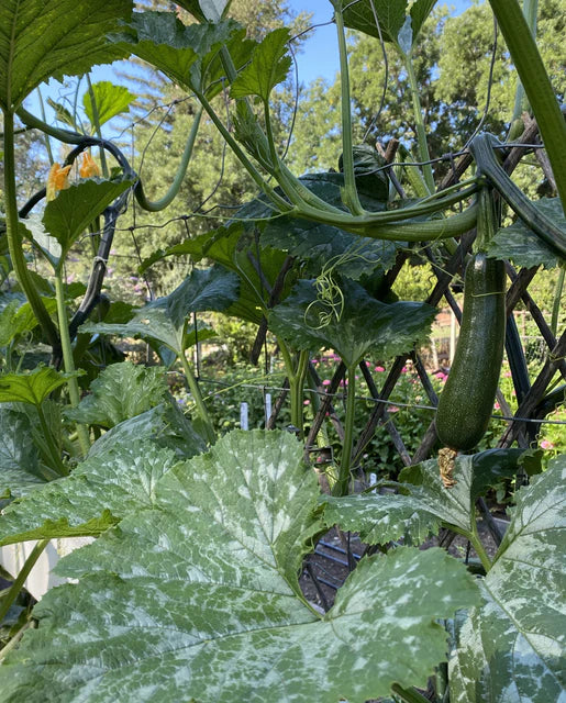 Organic Zucchini Ola Escaladora - West Coast Seeds - Image 3