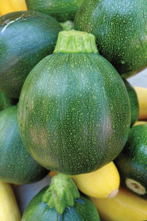 Zucchini Ronde de Nice International - Aimers Seeds - Image 2
